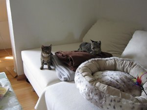 Katzen_04.JPG