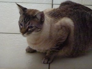 katzen 30.03.12 135.jpg