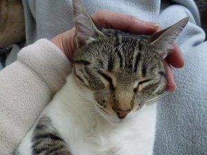 katzen 30.03.12 104.jpg