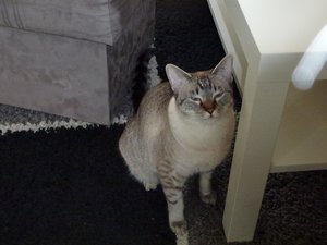 katzen 015 - Kopie.jpg