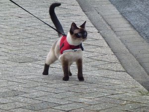 katzen 30.03.12 021.jpg