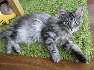 Jamie in voller Pracht.jpg