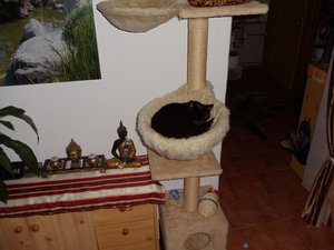 Jacky beim schlafen.jpg