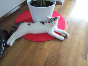 Lavendelduft zeigt Wirkung.jpg