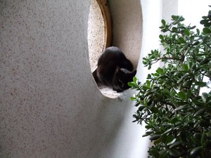 Blachy der Schüchternde.jpg