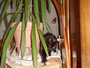 Blacky beim spielem.jpg