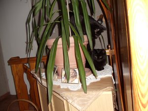 Jacky&Blacky (2).jpg