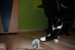 NikonD5000-159 Kopie.jpg