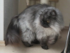 Gismo 13.2.13 003 Ausschnitt.jpg