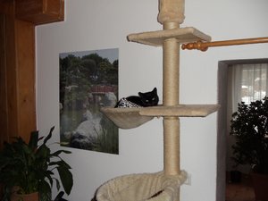 Blacky entdeckt den Katzenbaum.jpg