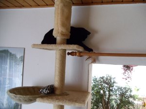 Blacky beim spielen (3).jpg
