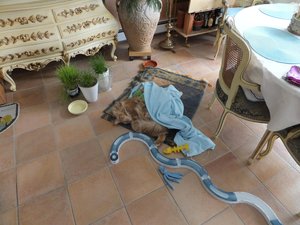 Zahn OP 21.03.12.jpg