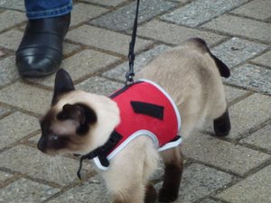 katzen 30.03.12 027.jpg