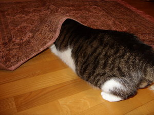Lucky unterm Teppich.JPG