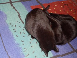 komm ich flüster dir was ins Ohr.jpg