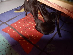 schau in diese Krallen.jpg