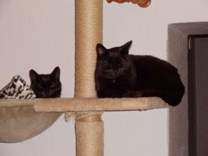 Schlafende Fellnasen.jpg