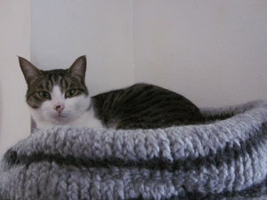 kATZENBETTCHEN 002.JPG