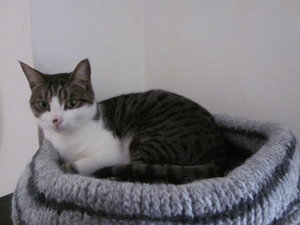 kATZENBETTCHEN 003.JPG