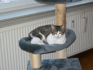 Gismo (2) (Medium).JPG