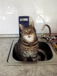 Tieger Spüle 1 (Medium).JPG