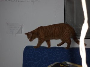 februar 2013 037.jpg