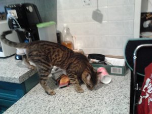 2013-03-04 17.43.01.jpg