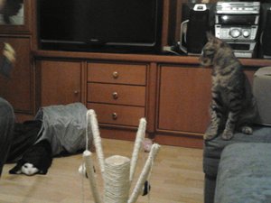 Mona im Rascheltunnel.jpg