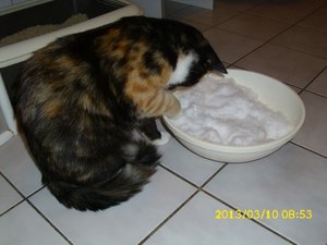 Momo und der Schnee.JPG