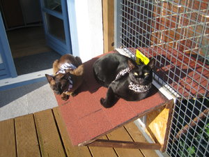 Sonnenbad am 09.10.2009 002.jpg