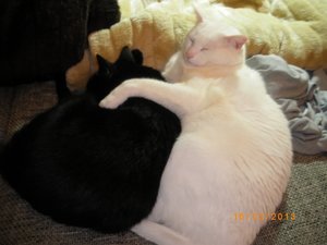 IMGP0806 (800x600).jpg