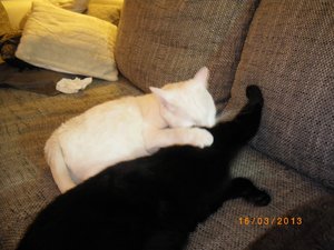 IMGP0811 (800x600).jpg