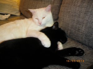 IMGP0814 (800x600).jpg