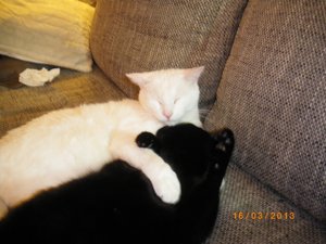 IMGP0816 (800x600).jpg