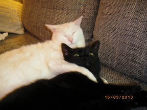 IMGP0818 (800x600).jpg