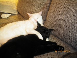 IMGP0819 (800x600).jpg