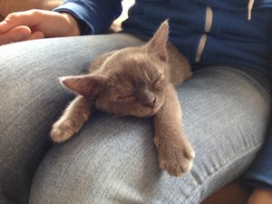 Coco schläft weiter.JPG