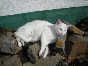 IMGP0825 (800x600).jpg