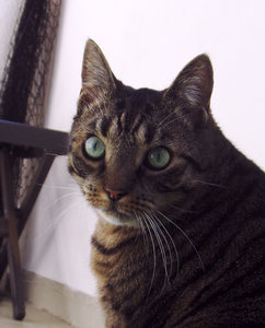 Fienchen auf Balkon2.jpg