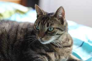 Fienchen im Bett2.jpg