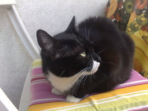 Kyra auf dem Stuhl.jpg