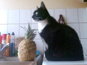 Kyra mit Ananas 1.jpg
