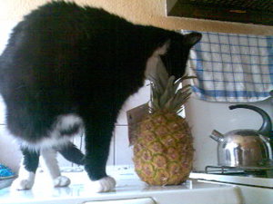 Kyra mit Ananas 2.jpg