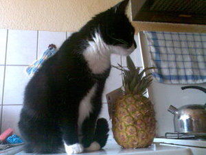 Kyra mit Ananas 3.jpg