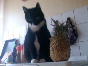 Kyra mit Ananas 4.jpg