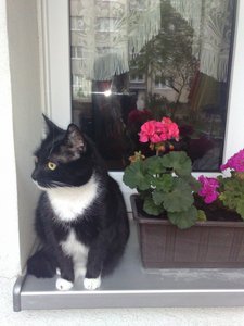 Kyra bei den Blumen 1.jpg