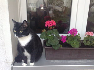 Kyra bei den Blumen 2.jpg