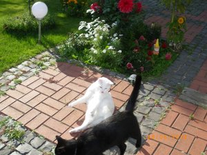 IMGP0335 (800x600).jpg