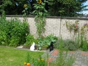 IMGP0255 (800x600).jpg