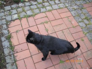 IMGP0965 (800x600).jpg